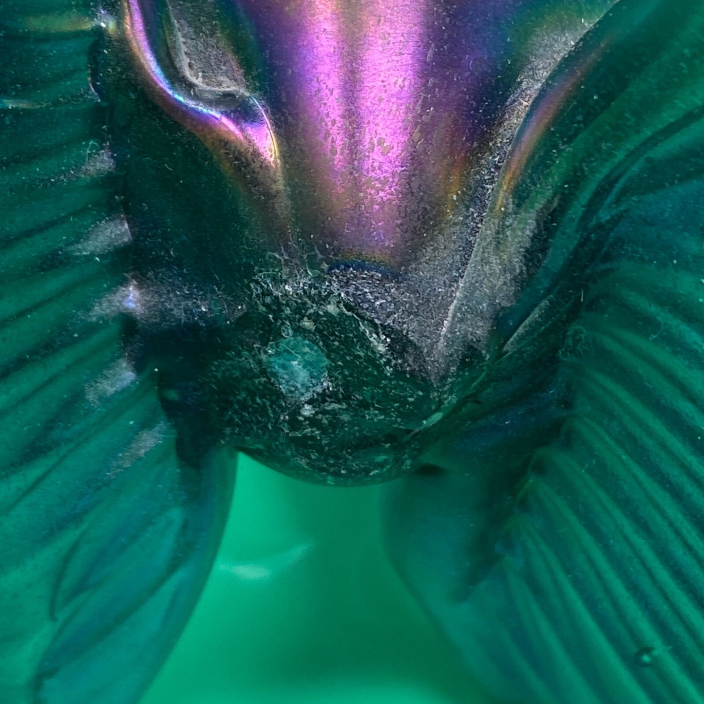Rick Hunter Art Glass Tropical Fish Sculpture Iridescent Striped Hand Blown 8"